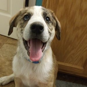 Meet your Posher, Noah